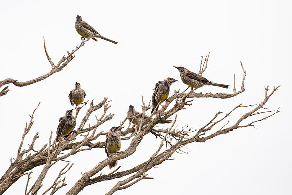 20190320-Australia-0120