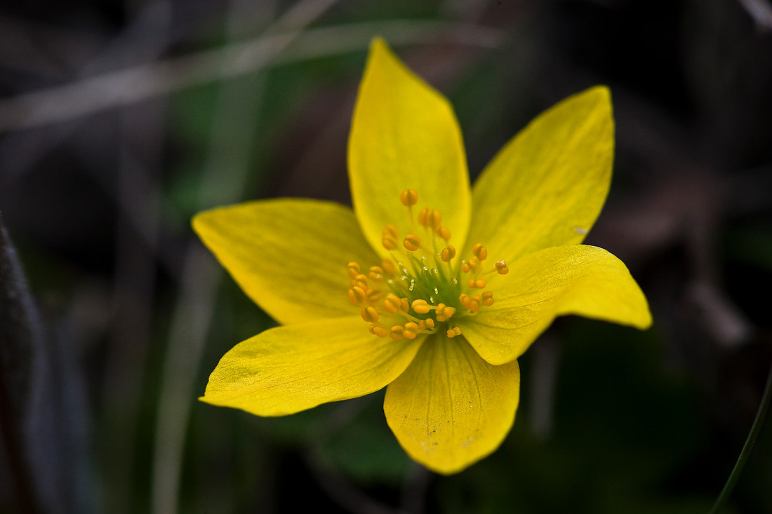 Yellow Anemone - Anemone richardsonii