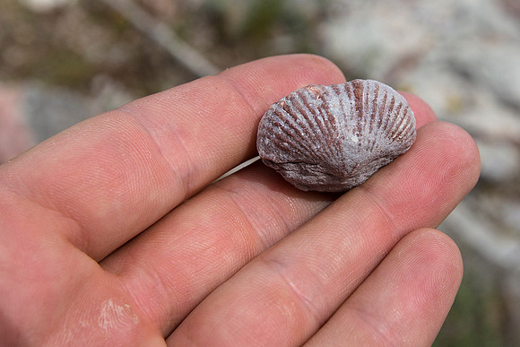 Fossilized Brachiopod (3)