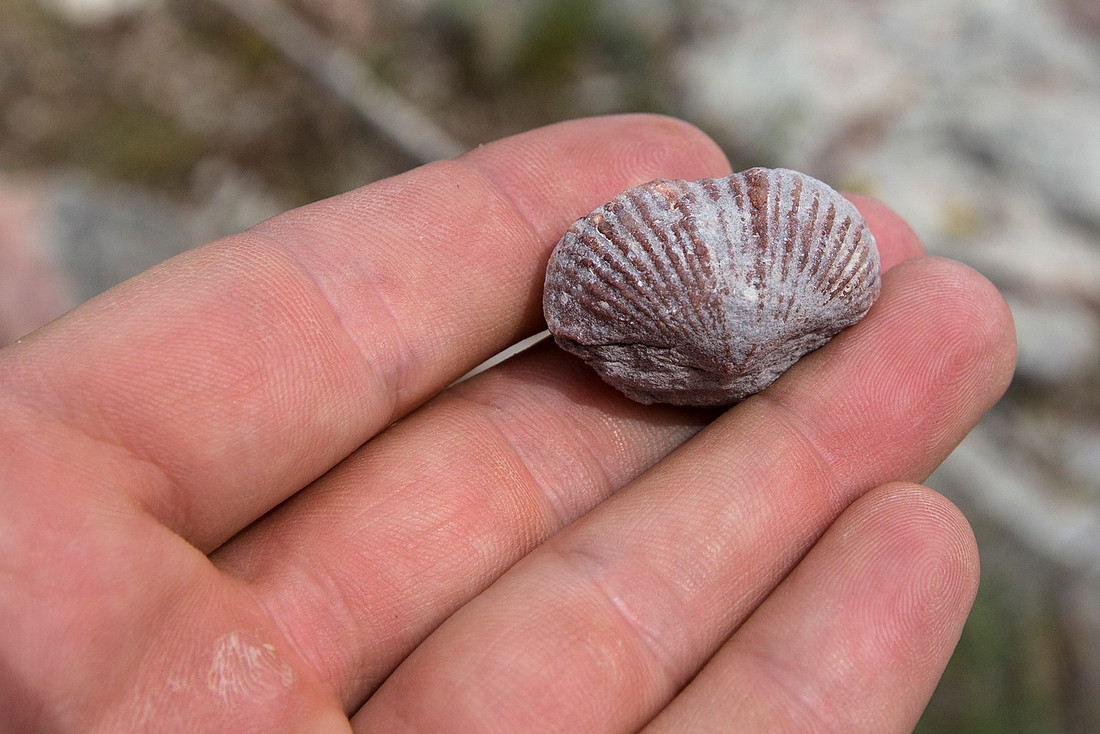 Fossilized Brachiopod (3)