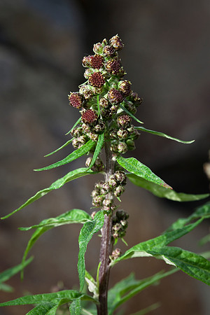 Tall Wormwood - Artemisia tilesii
