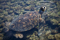 kaloko honokohau