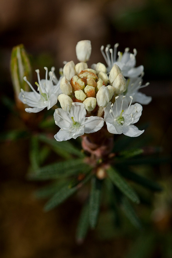 Labrador Tea - Ledum groenlandicum