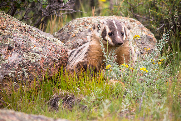 Badger in the Front Yard