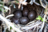 American Pipit Ground Nest