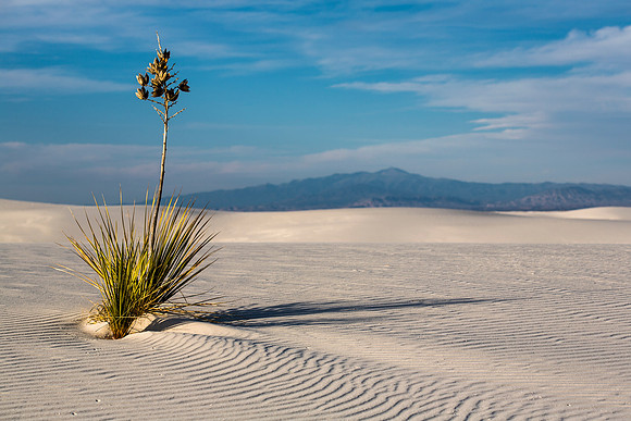 white sands
