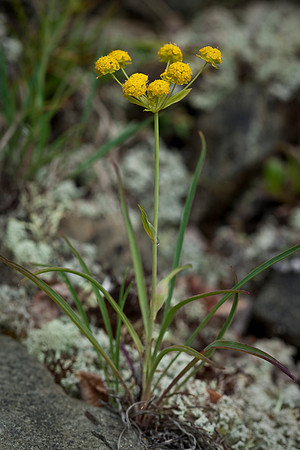 Thoroughwax - Bupleurum triradiatum ssp. articum