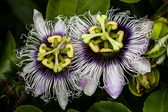 Passion Flowers