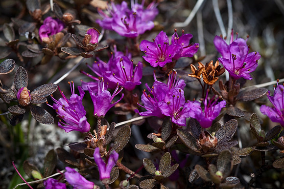 Lapland Rosebay - Rhododendron lapponicum