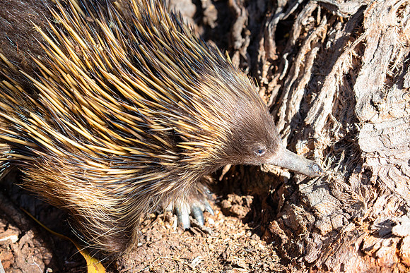 20190316-Australia-0872