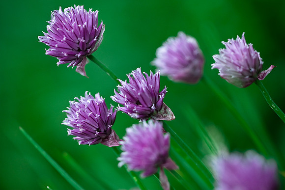 Wild Chive