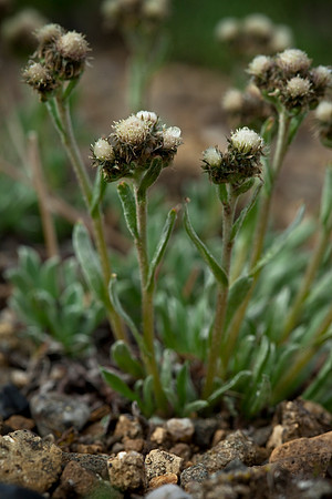 Pussy Toes - Antennaria friesiana