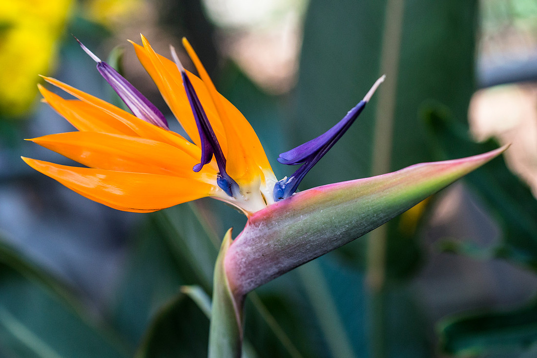 Bird of Paradise - Strelitzia reginae