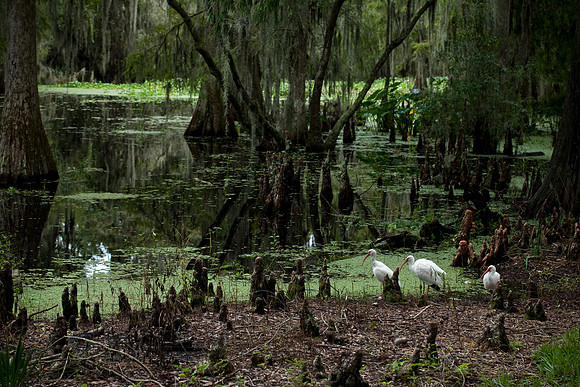 Welcome to the Swamp