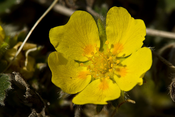 One-flowered Cinquefoil - Potentilla uniflora
