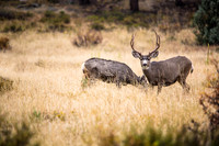 Buck Mule Deer