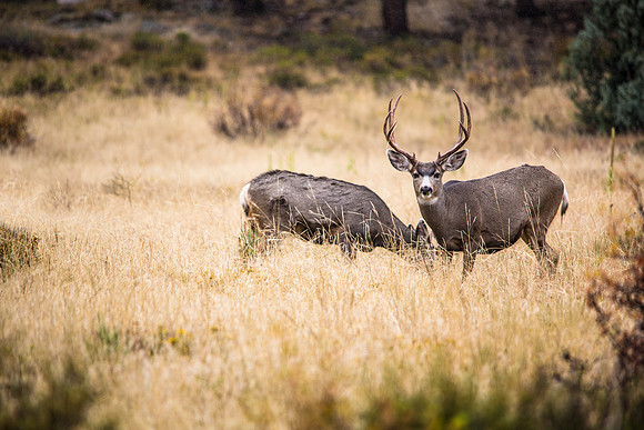 Buck Mule Deer