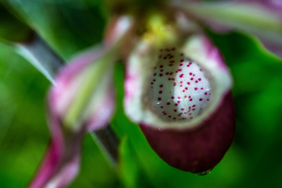 Phragmipedium Sedenii Close-up