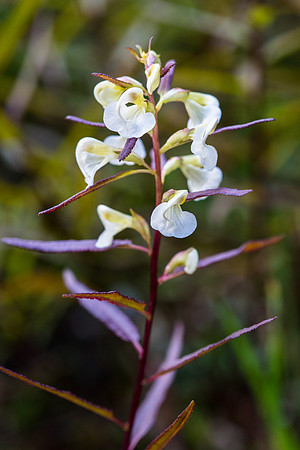 Sickletop Lousewort - Pediculatis racemosa