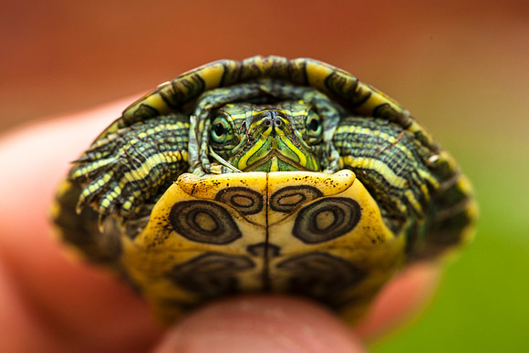 Baby Turtle