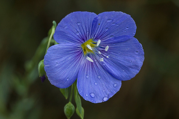 Wild Blue Flax - Linum lewisii