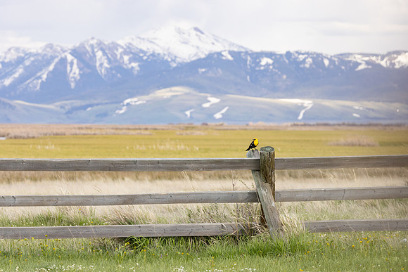 Yellow-headed blackbird (Xanthocephalus xanthocephalus) at River
