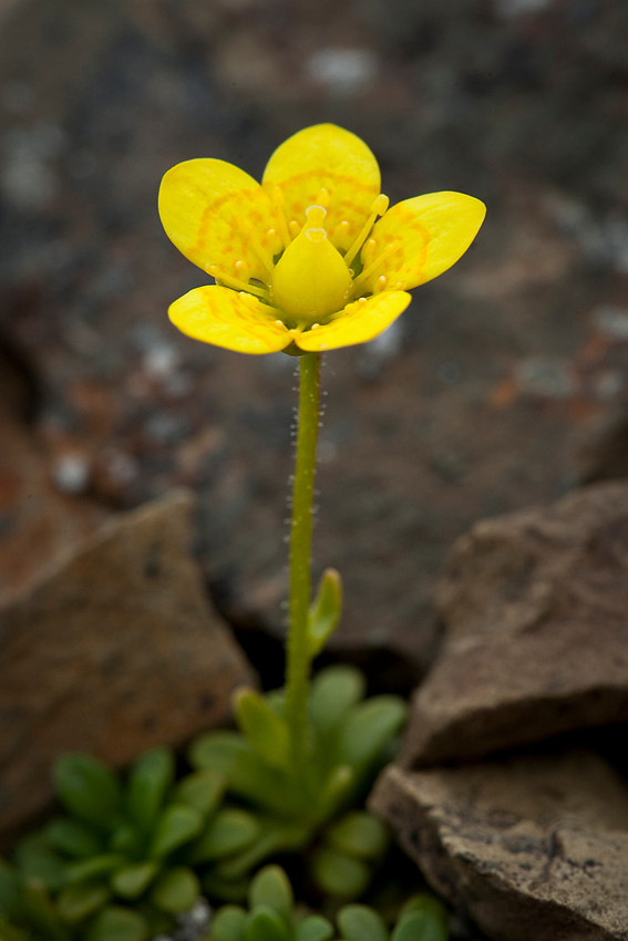 Thyme-leaf Saxifrage - Saxifraga serpyllifolia