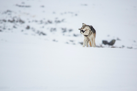 Shaking off the Snow