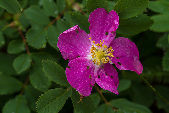 Prickly Rose - Rosa acicularis