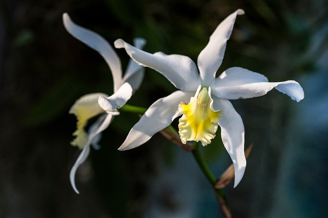 Sun-kissed Orchid - Laeliocattleya Over Easy
