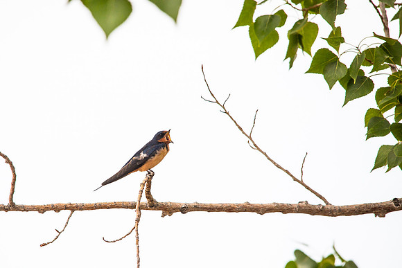 Barn Swallow - Hirundo rustica