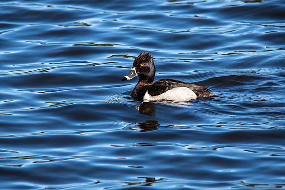 Ring-necked Duck - Aythya collaris
