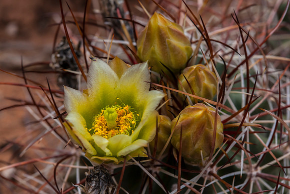 Whipple's Fishhook Cactus - Sclerocactus whipplei