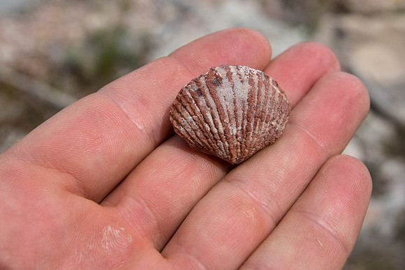 Fossilized Brachiopod (2)