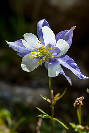 Colorado Columbine - Aquilegia coerulea