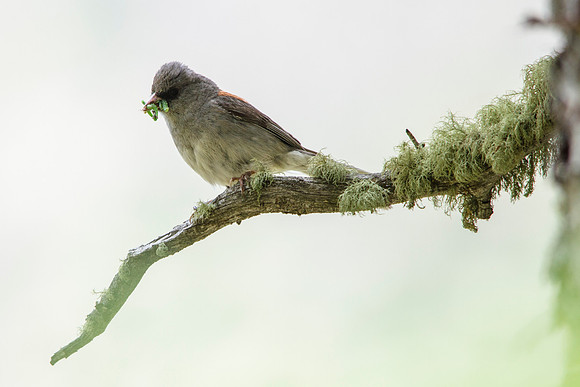 Dark-eyed Junco