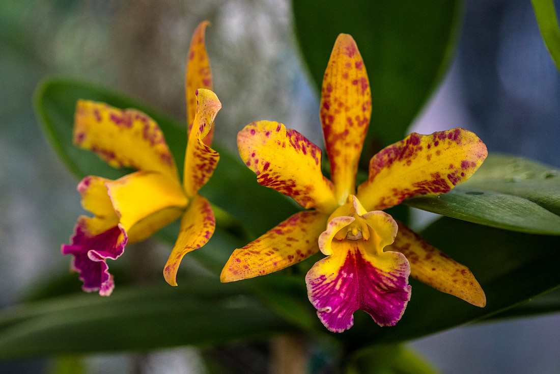 Rhyncholaeliocattleya Walhalla