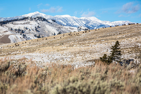 Home on the Range