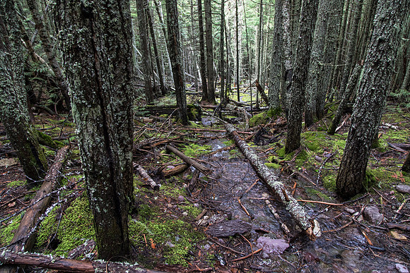 Avalanche Creek Trail (2)