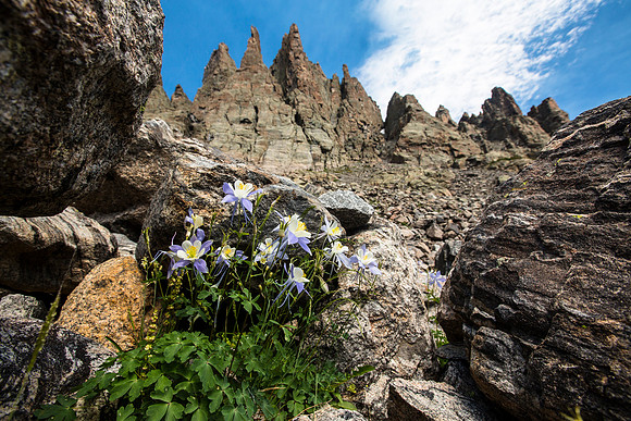 Columbines and Sharktooth Ridge