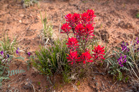 Indian Paintbrush