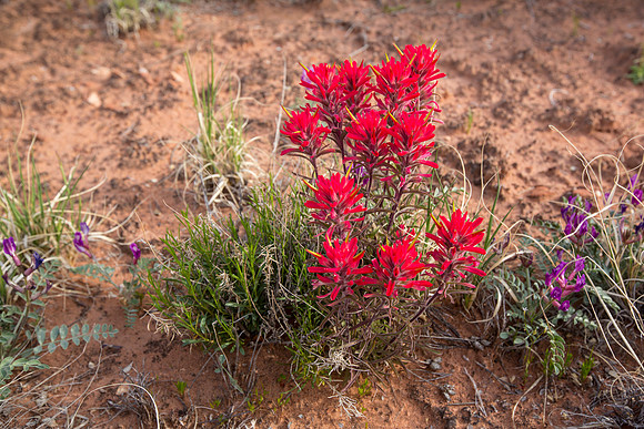 Indian Paintbrush