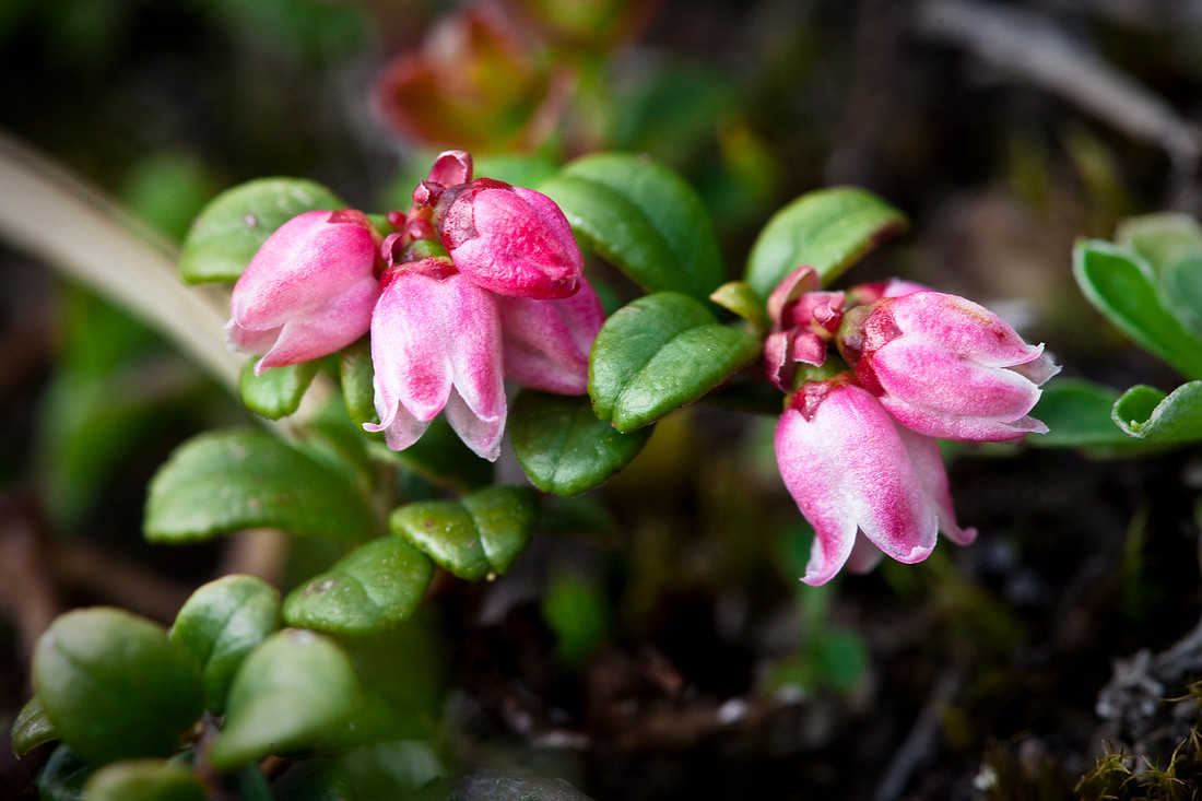 Low-bush Cranberry - Vaccinium vitis-idaea