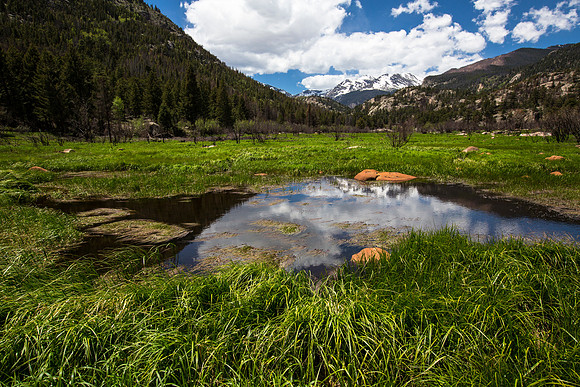 Meadow Pond Reflections