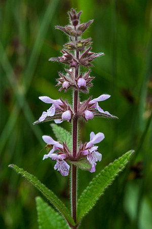 Marsh Hedge-nettle - Stachys palustris