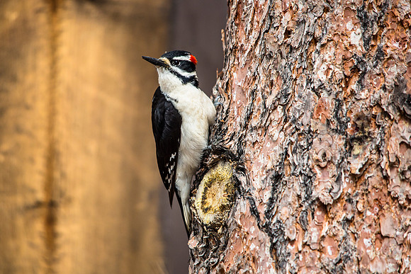 Hairy Woodpecker - Picoides villosus