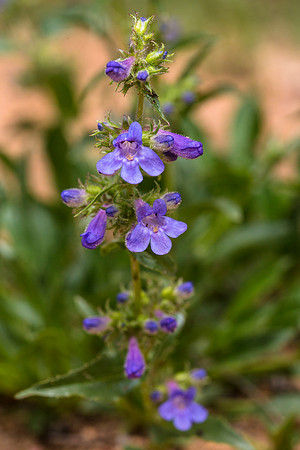 Alberta Penstamon - Penstamon albertinus