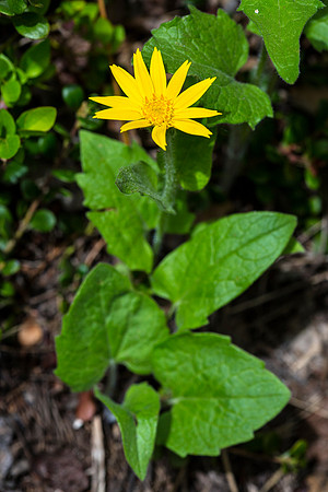 Heartleaf Arnica - Arnica cordifolia
