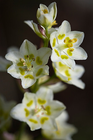 Death Camas