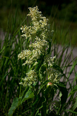 Wild Rhubarb - Polygonum alaskanum